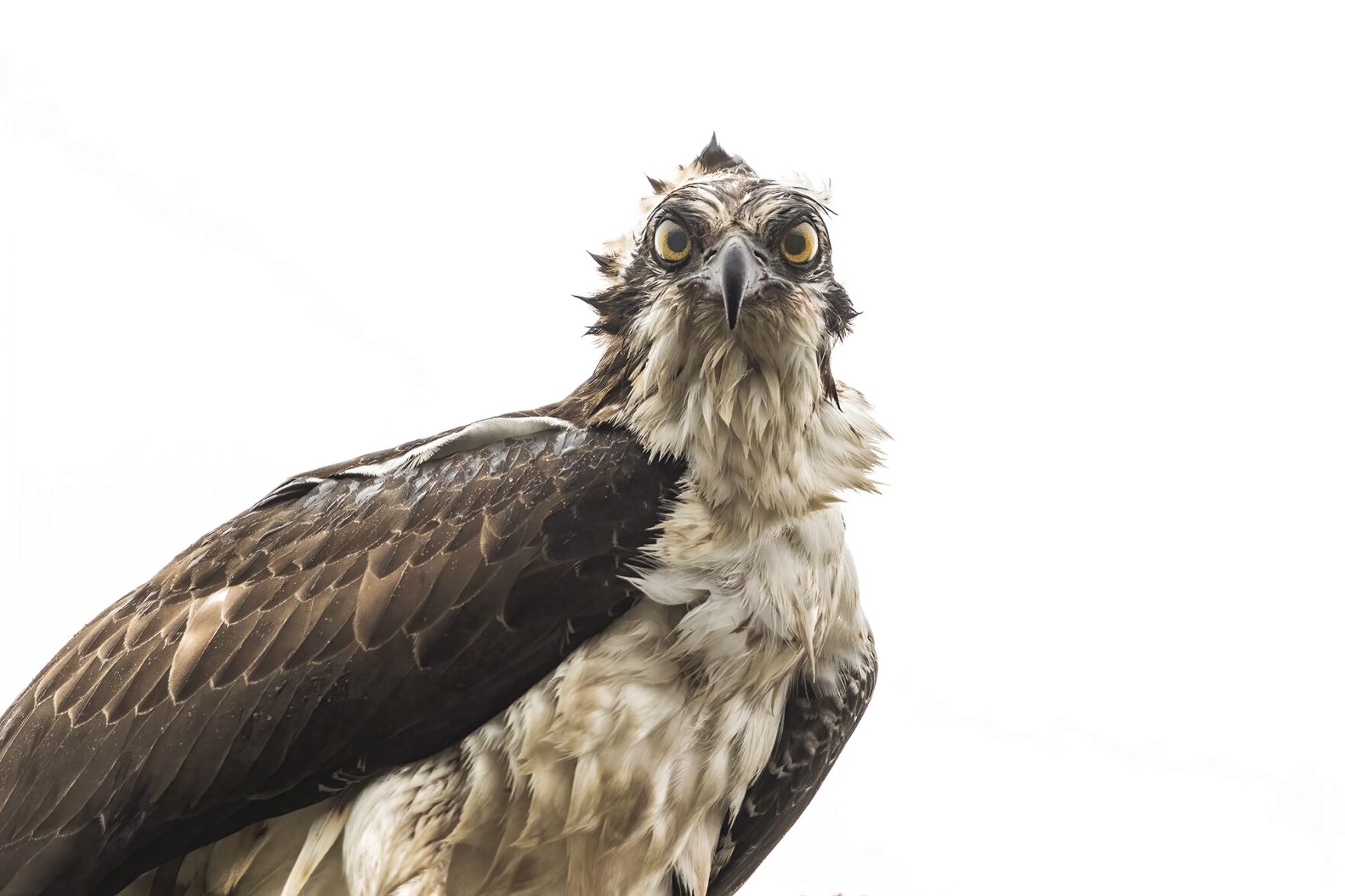 Osprey_Eden